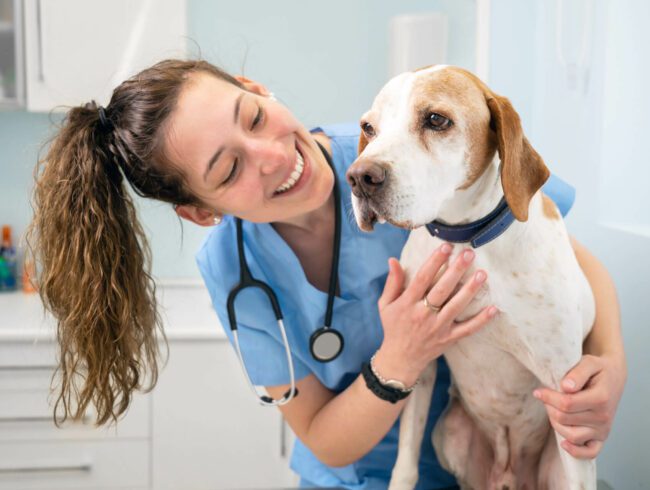 Santé animale